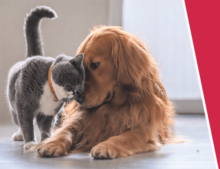 A happy, grey cat rubs their head against a ginger spaniel dog laying on the floor