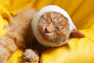 An introduction to minor cat wounds | Argos Pet Insurance