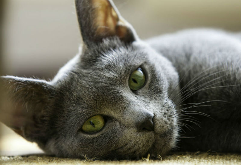 Friendly cat breeds explained - Argos Pet Insurance