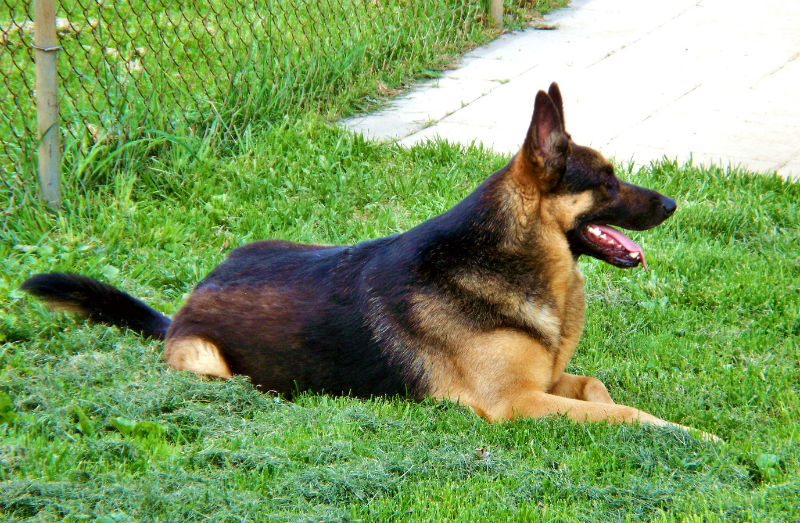 Breed review: German Shepherd | Argos Pet Insurance