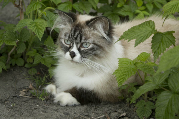 Breed Review: Siberian Cat And Kittens - Argos Pet Insurance