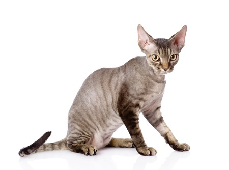 Breed Review Devon Rex Cats Kittens Argos Pet Insurance