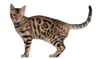 Pedigree cat health - a Bengal Cat