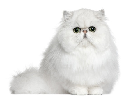 Pedigree cat health - white persian cat