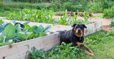 Een Rottweiler houdt een waakzaam oogje in het zeil terwijl hij tussen verhoogde tuinbedden vol planten zit.