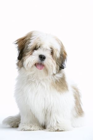what kind of dog is a lhasa apso