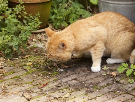 What To Do If Your Cat Keeps Vomiting 