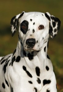 Dalmatian Puppies & Dogs | Breed Review | Argos Pet Insurance