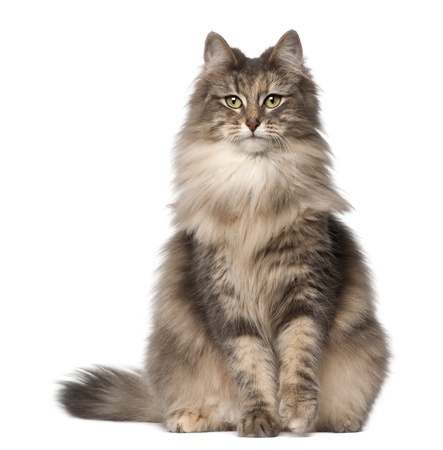 Breed Review Norwegian Forest Cats Argos Pet Insurance