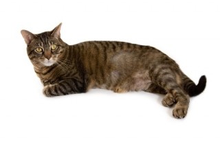 Bald Patches On Cats Symptoms \u0026 Causes 