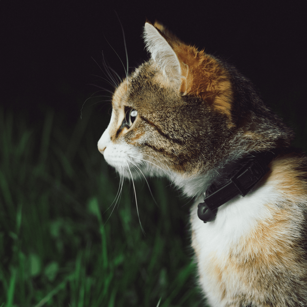 Argos shop cat collar