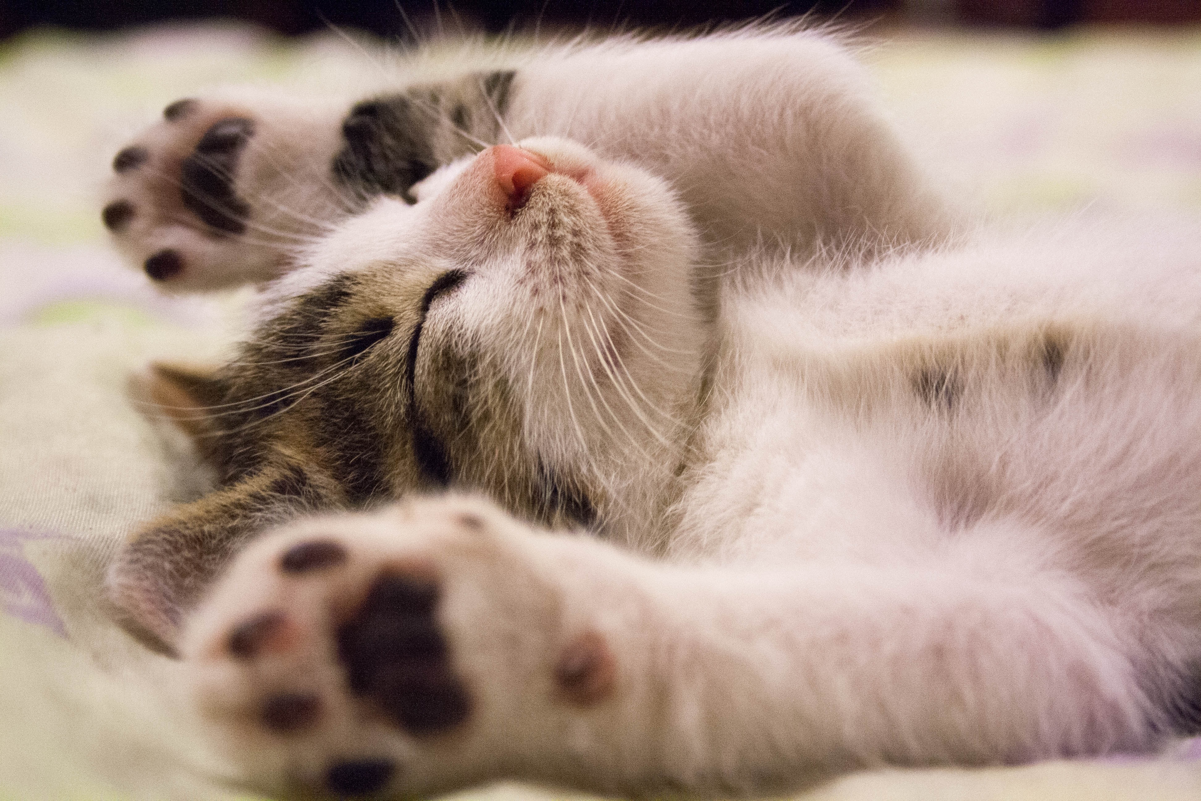 10 signs a cat loves you