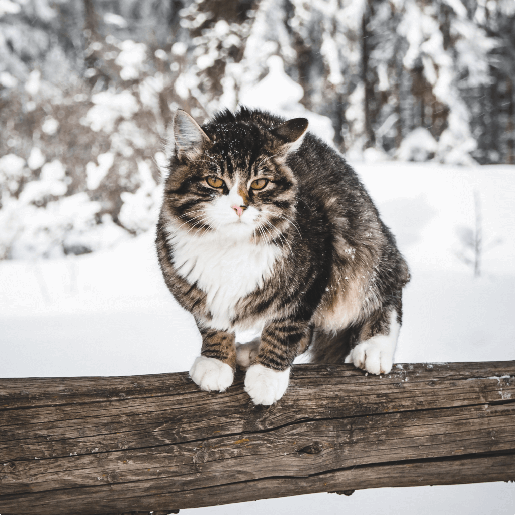 Do Cats Get Cold?: How to Keep a Cat Warm in Winter