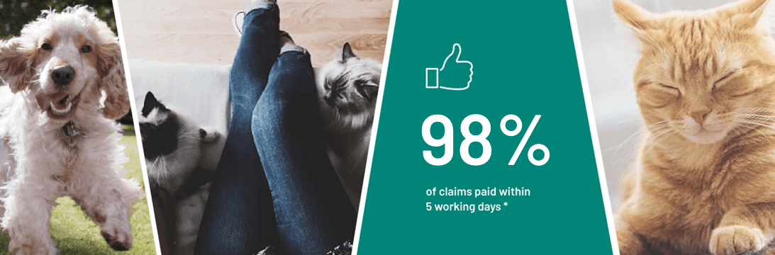 Collage image with a dog and three cats relaxing along with the quote '98% of claims paid within 5 working days*'